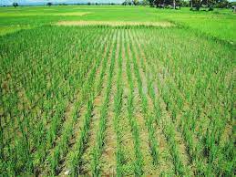Artibonite Rice